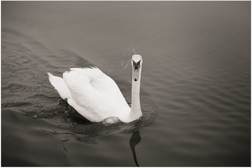 A majestic swan swims in a Michigan lake